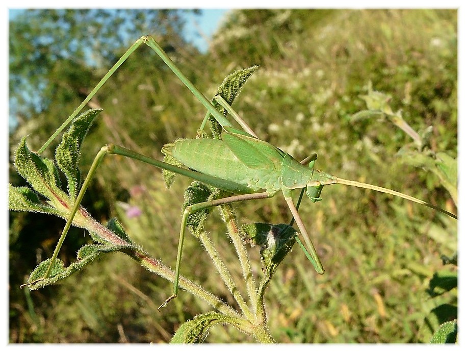 Ortotteri dal Gargano